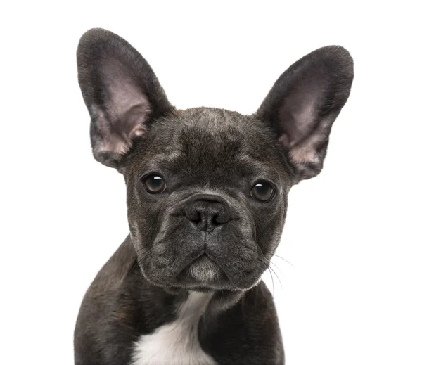 French Bulldog puppy (5 months old) — Stock Photo, Image