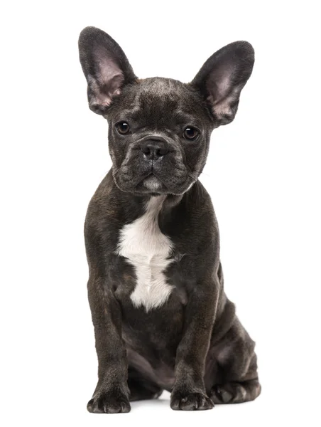 Fransk bulldog valp (5 månader gammal) — Stockfoto