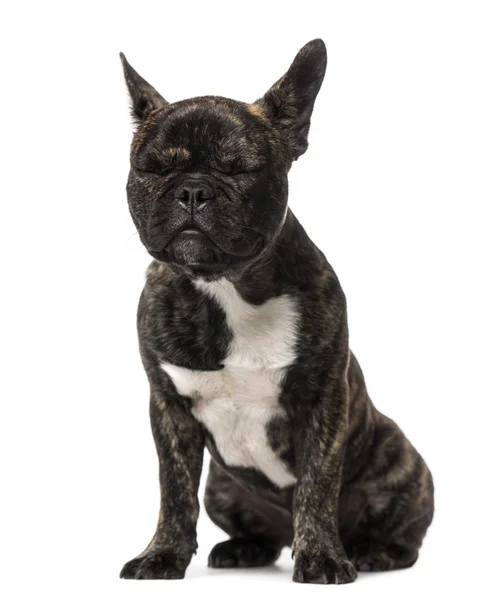 Fransk bulldog valp (5 månader gammal) — Stockfoto