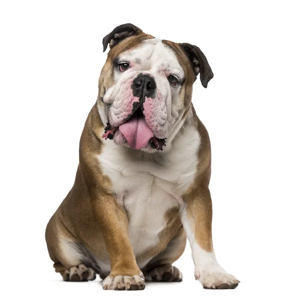 İngilizce bulldog (1 yaşında) — Stok fotoğraf