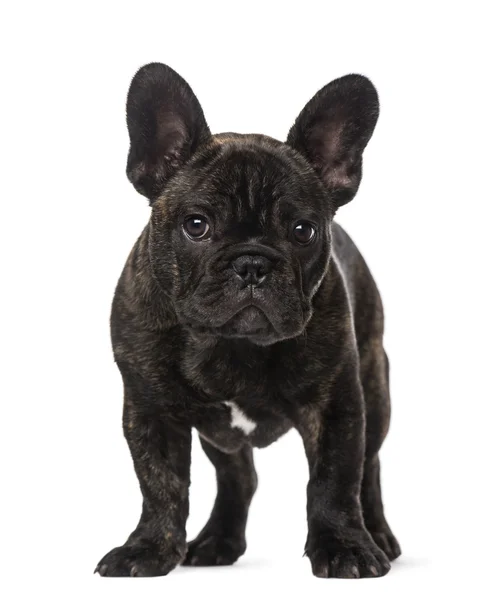 Fransk Bulldog valp (3 månader gammal) — Stockfoto