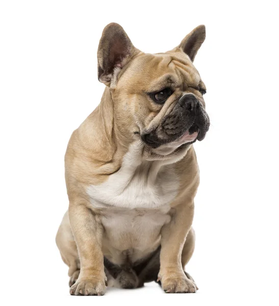 Bulldog francese (1,5 anni) ) — Foto Stock