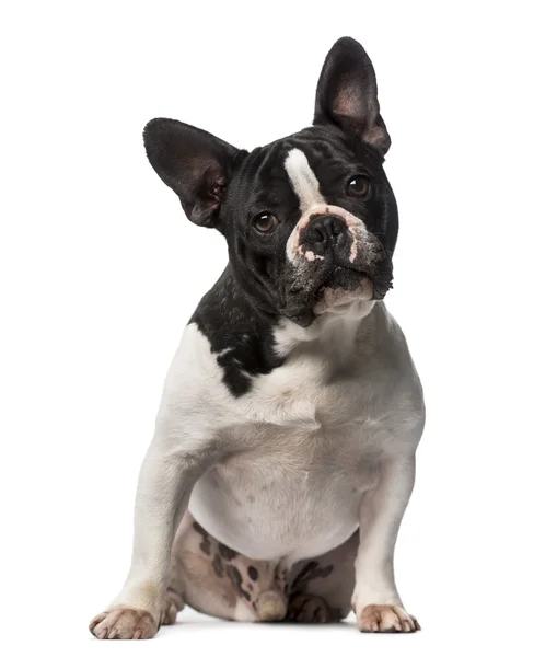 Fransk bulldog (3 år gammal) — Stockfoto