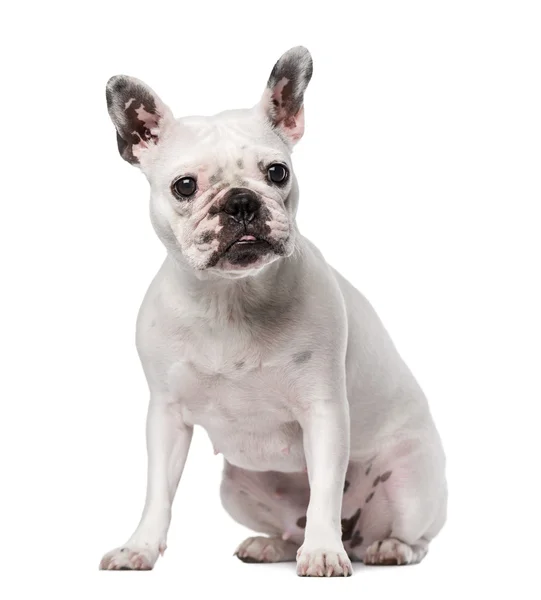 French Bulldog (18 months old) — Stock Photo, Image