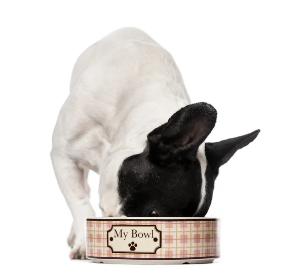 Fransk bulldog (3 år) äta — Stockfoto