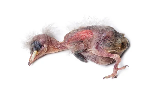 Dead housse sparrow chick — Stock Photo, Image
