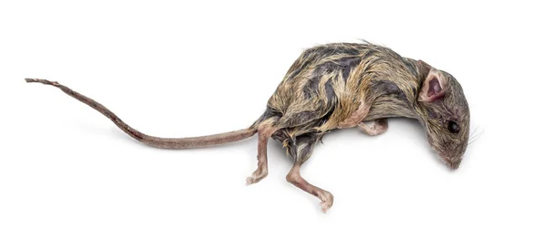 Dead mouse — Stock Photo, Image