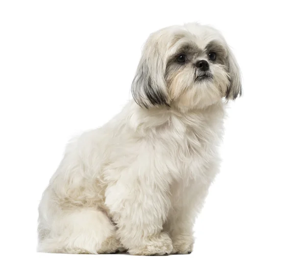 Shih tzu (18 miesięcy) — Zdjęcie stockowe