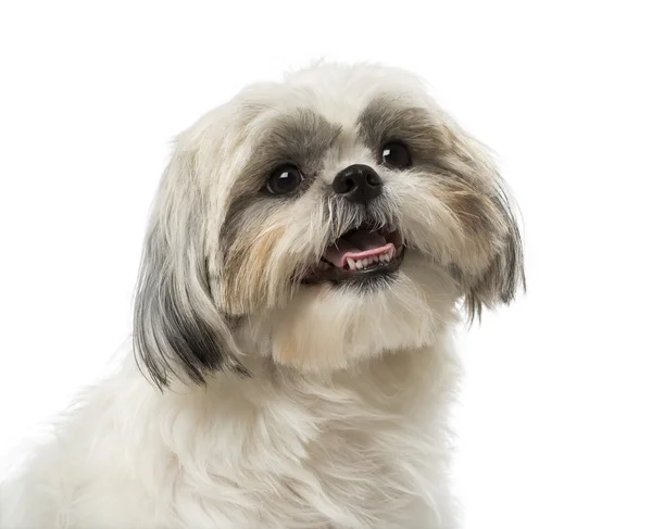 Shih tzu (18 månader gammal) — Stockfoto