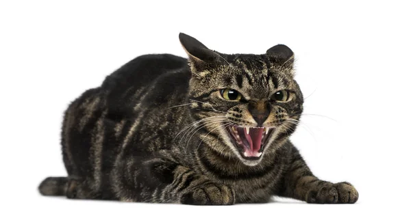 Mixed-breed cat hissing — Stock Photo, Image