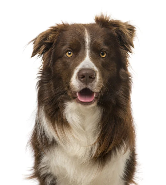 Border collie (2 years old) — Stock Photo, Image