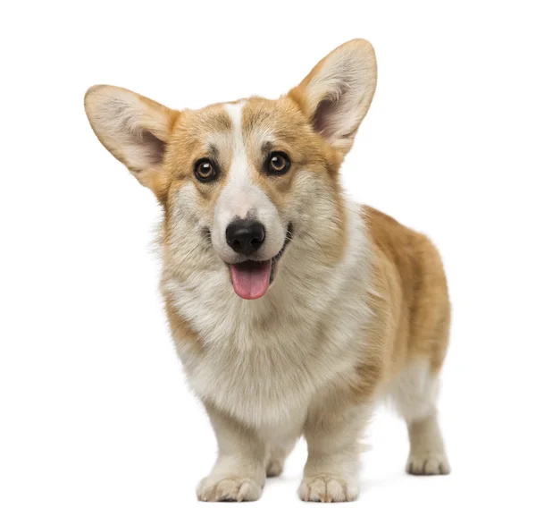 彭布罗克威尔士科基犬 (7 个月大) — 图库照片