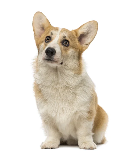 Welsh corgi pembroke (7 hónapos) — Stock Fotó