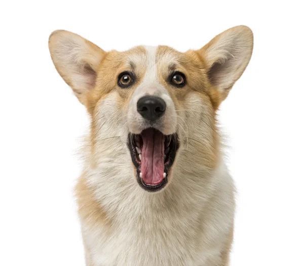 Welsh Corgi Pembroke (7 months old) — Stock Photo, Image