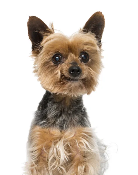 Gammal yorkshire terrier (13 år gammal) — Stockfoto