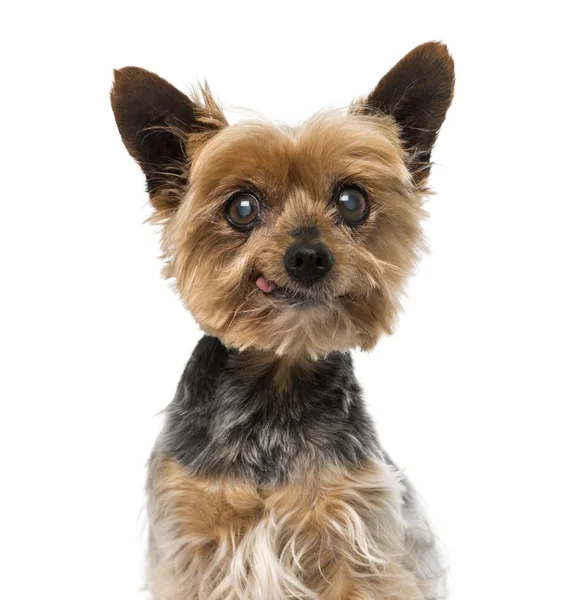 Old yorkshire terrier (13 anos ) — Fotografia de Stock