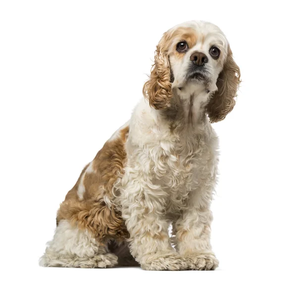 American cocker spaniel (6 años) ) — Foto de Stock