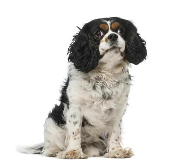 Cavalier king charles spaniel (5 años) ) — Foto de Stock