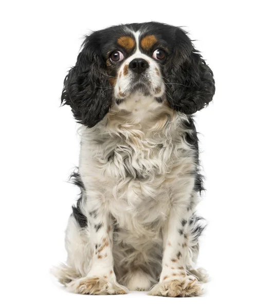 Cavalier king charles spaniel (5 años) ) — Foto de Stock