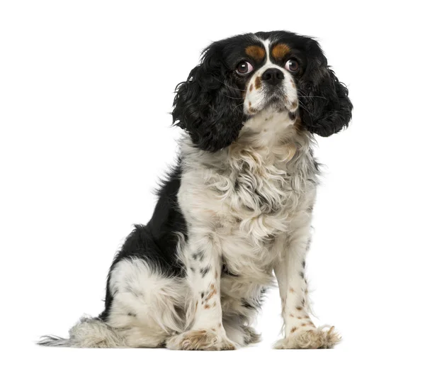 Cavalier king charles spaniel (5 años) ) — Foto de Stock