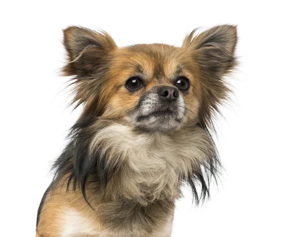 Chihuahua (2 years old) — Stock Photo, Image