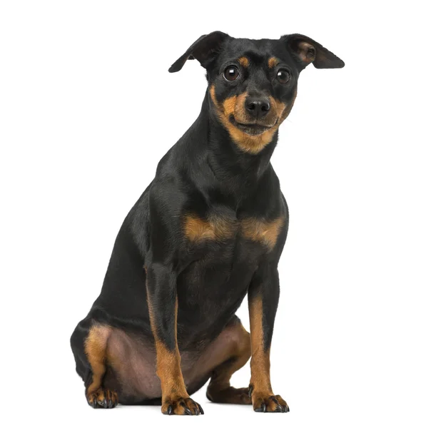 Zwergpinscher und Chihuahua — Stockfoto