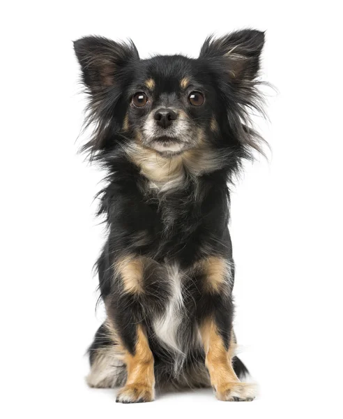 Chihuahua leżącego i odwracając — Zdjęcie stockowe