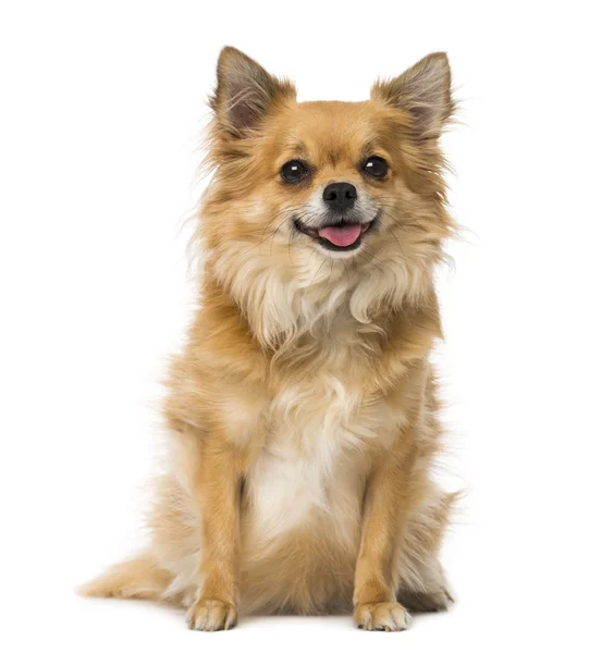 Chihuahua (3 Jahre alt)) — Stockfoto