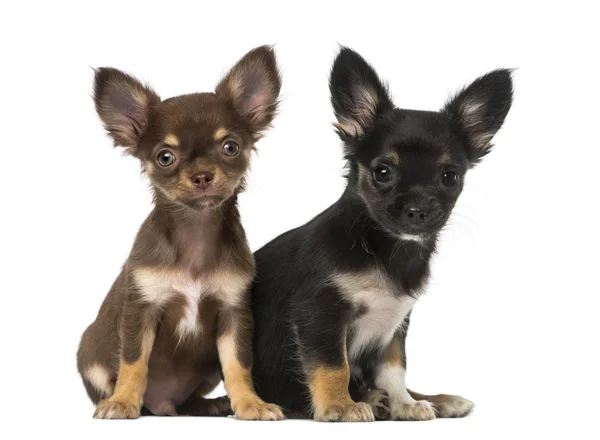 Dois chihuahuas sentados — Fotografia de Stock