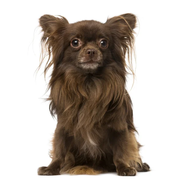 Chihuahua liegend und wegschauend — Stockfoto