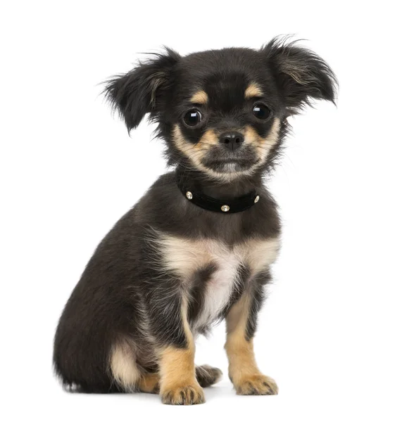 Chihuahua-Welpe (3 Monate alt)) — Stockfoto