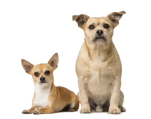 Chihuahua y Cruz de raza — Foto de Stock