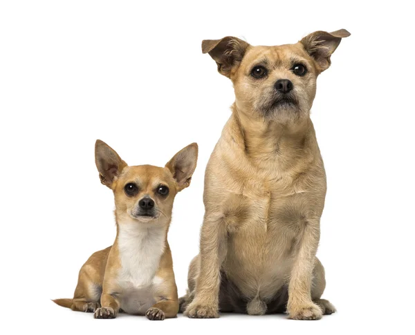 Chihuahua und Mischling — Stockfoto