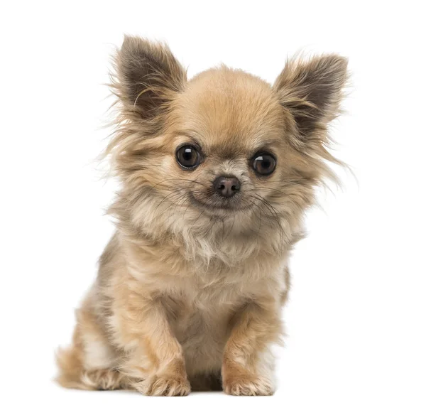 Chihuahua sitter och ser — Stockfoto