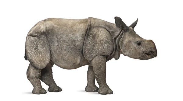 Mladí jednorohý Nosorožec indický (stáří 8 měsíců) — Stock fotografie