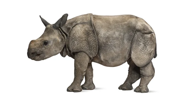 Junges indisches Einhörnernashorn (8 Monate alt)) — Stockfoto