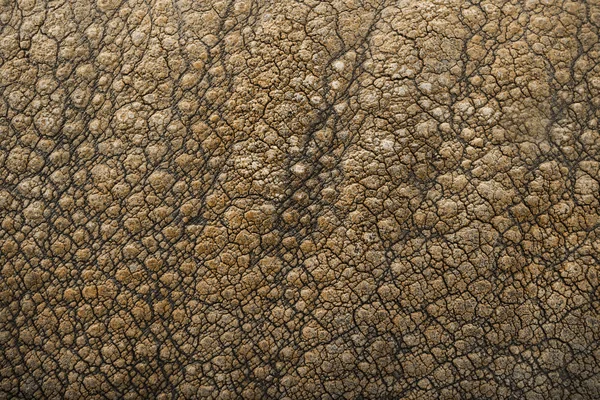 Close-up on Indian rhinoceros skin — Stock Photo, Image