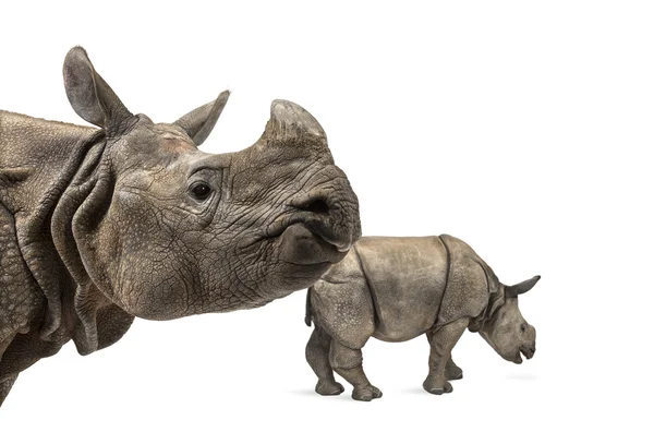 Mummy Indian rhinoceros and her baby — Stock Photo, Image