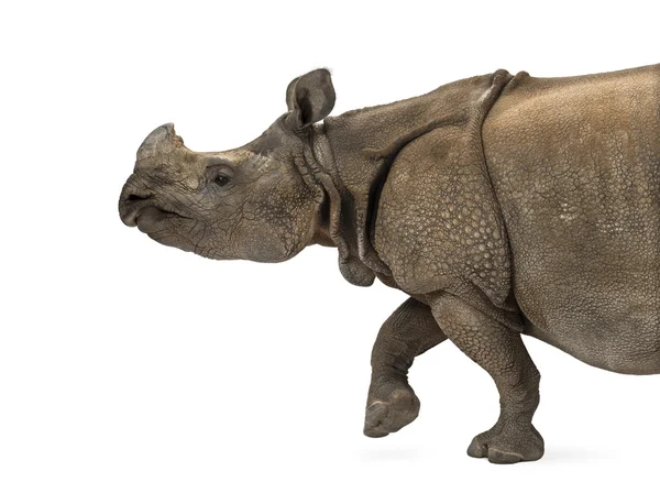 Rinoceronte-de-chifre-indiano — Fotografia de Stock