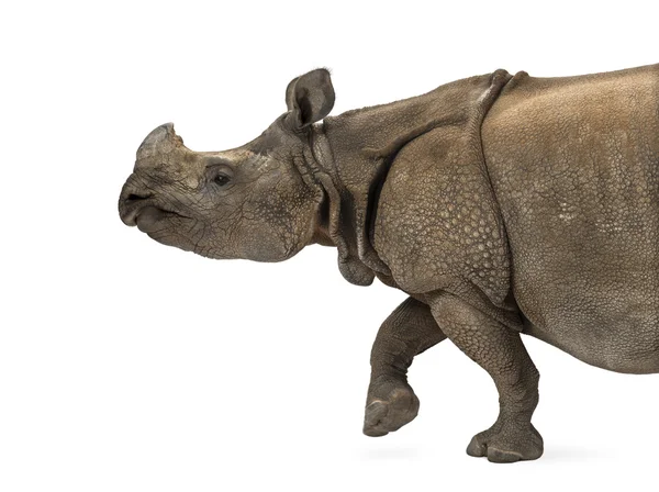 Indisches Einhörnernashorn — Stockfoto