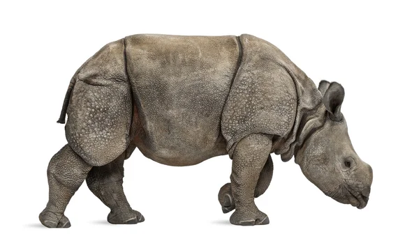 Jeune rhinocéros indien à cornes (8 mois) ) — Photo