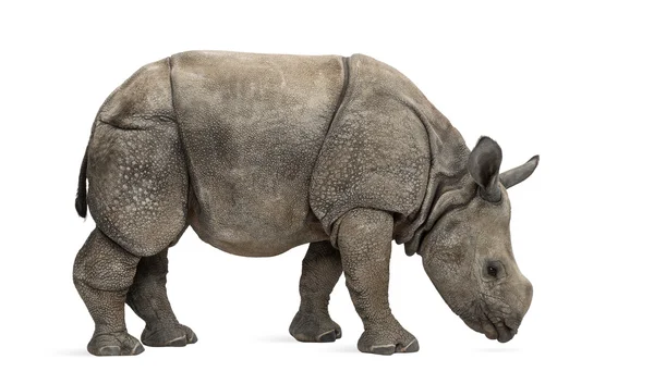 Rinoceronte joven indio de un cuerno (8 meses) ) — Foto de Stock