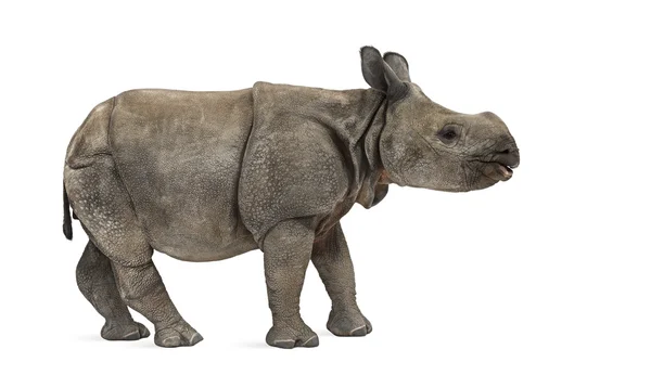 젊은 인도 한 발 정 코뿔소 (8 개월 된) — стокове фото