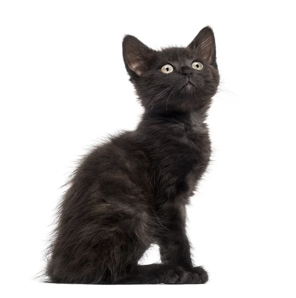 Svart katt, kattunge (2 månader gammal) — Stockfoto
