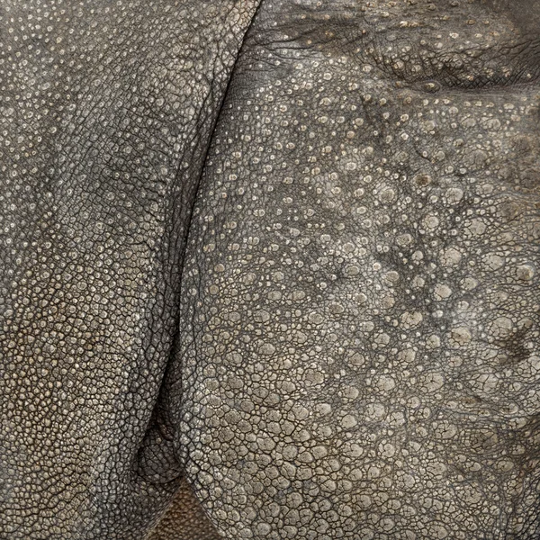 Nahaufnahme auf der Haut des indischen Nashorns — Stockfoto