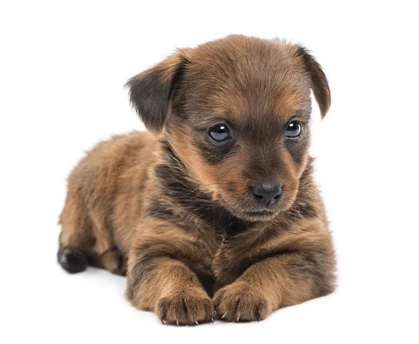 Miniature pinscher puppy (2 months) — Stock Photo, Image