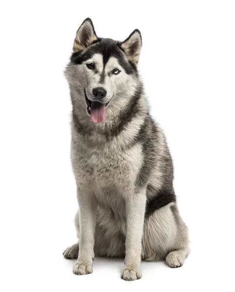 Siberiano husky sentado — Foto de Stock