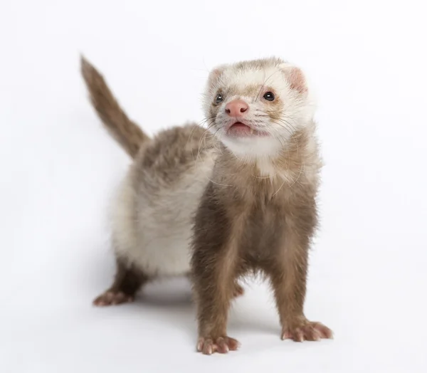 Ferret (3 years old) — Stock Photo, Image