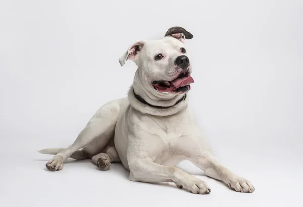 Amerikansk bulldog (20 månader gamla) — Stockfoto