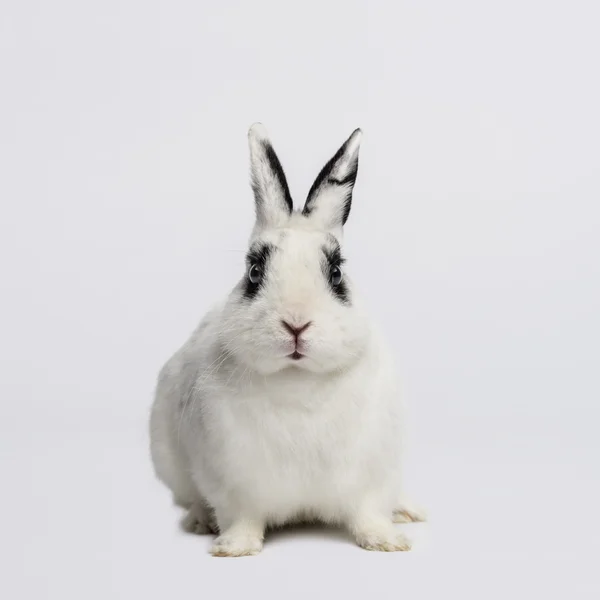 Kaninchen (3 Jahre alt) — Stockfoto